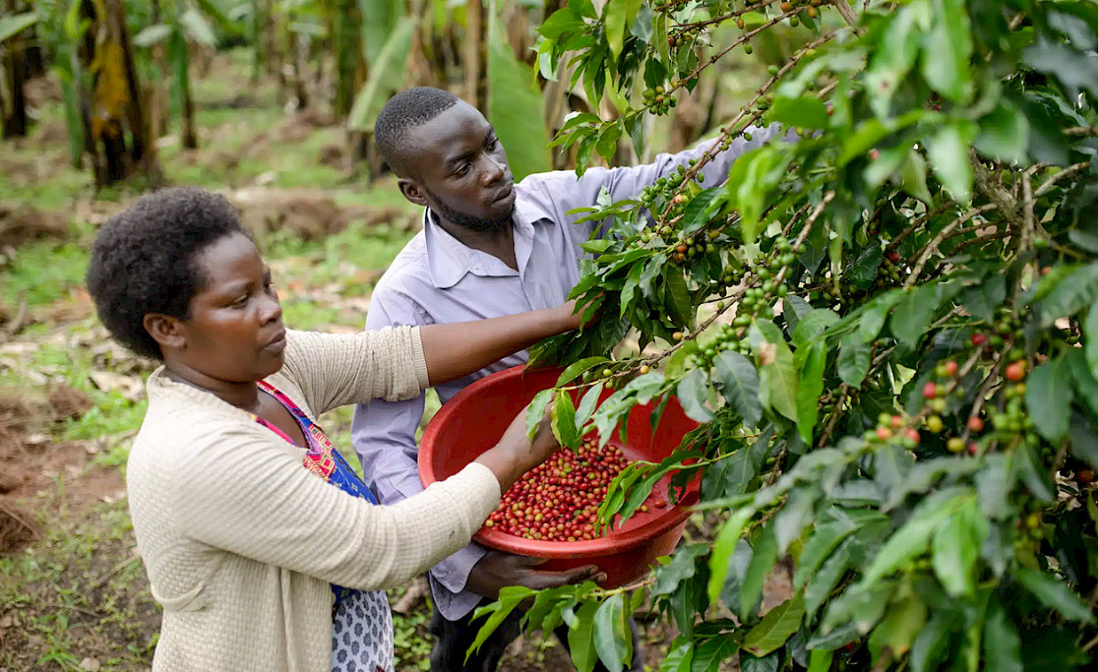 Over 728 women are now part of the Namingoola cooperative, up from just 45 in 2018.