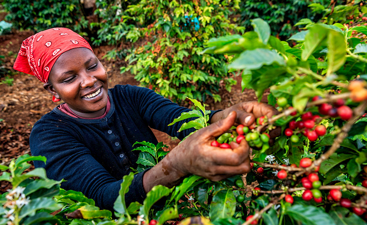 Agriculture continues to lead in job creation among sectors supported by the Hi-Innovator Programme.